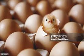 Hatching Eggs